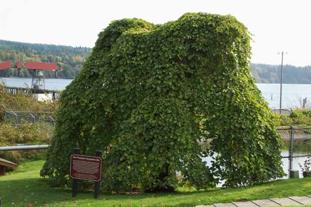 Port Gamble